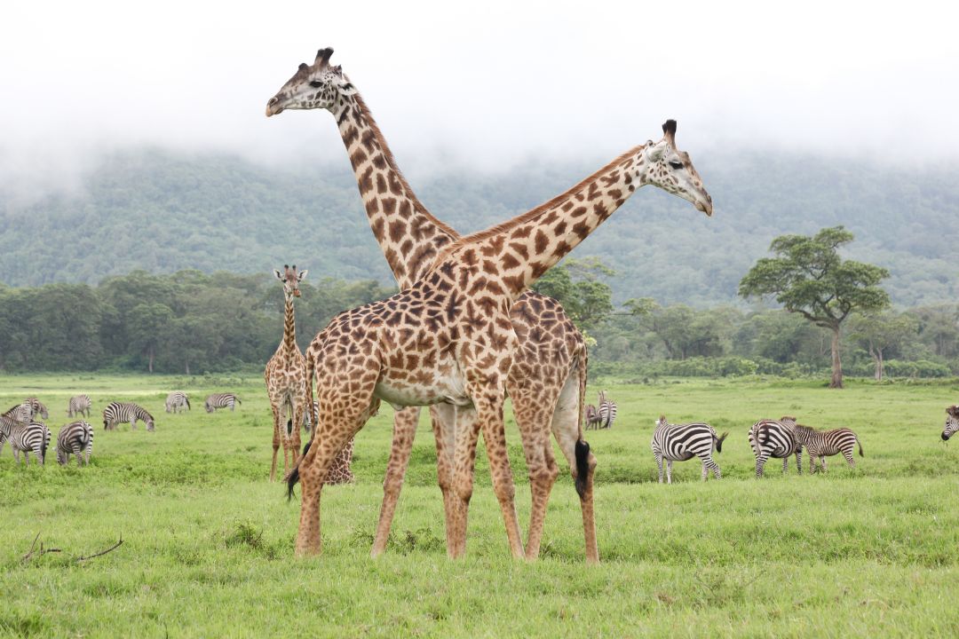 Arusha National Park (2)