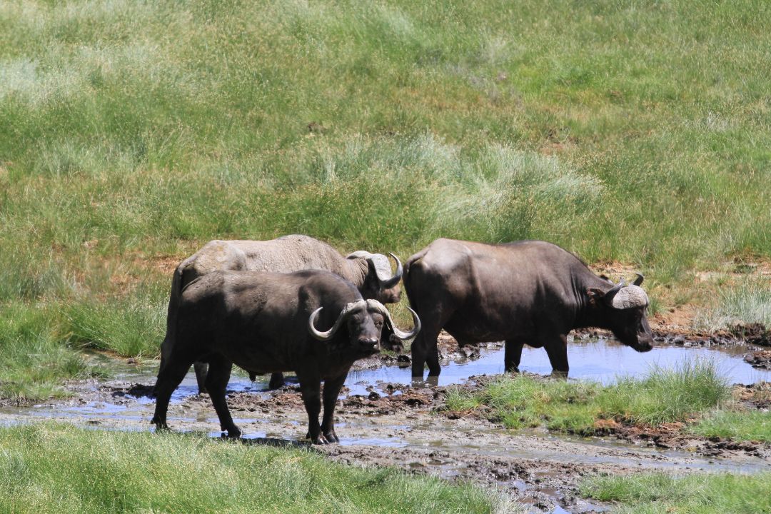 Lake Manyara National Park (1)