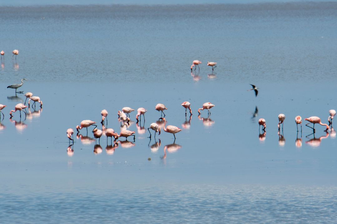 Lake Manyara National Park (2)