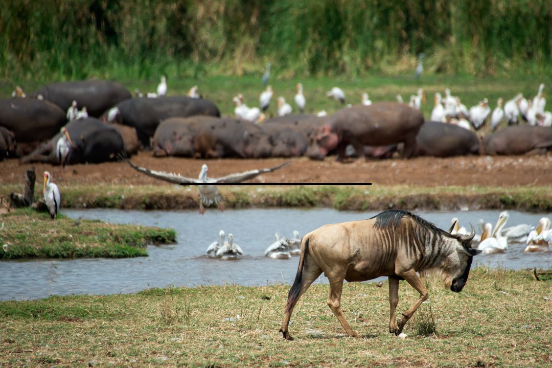 Lake Manyara National Park (3)