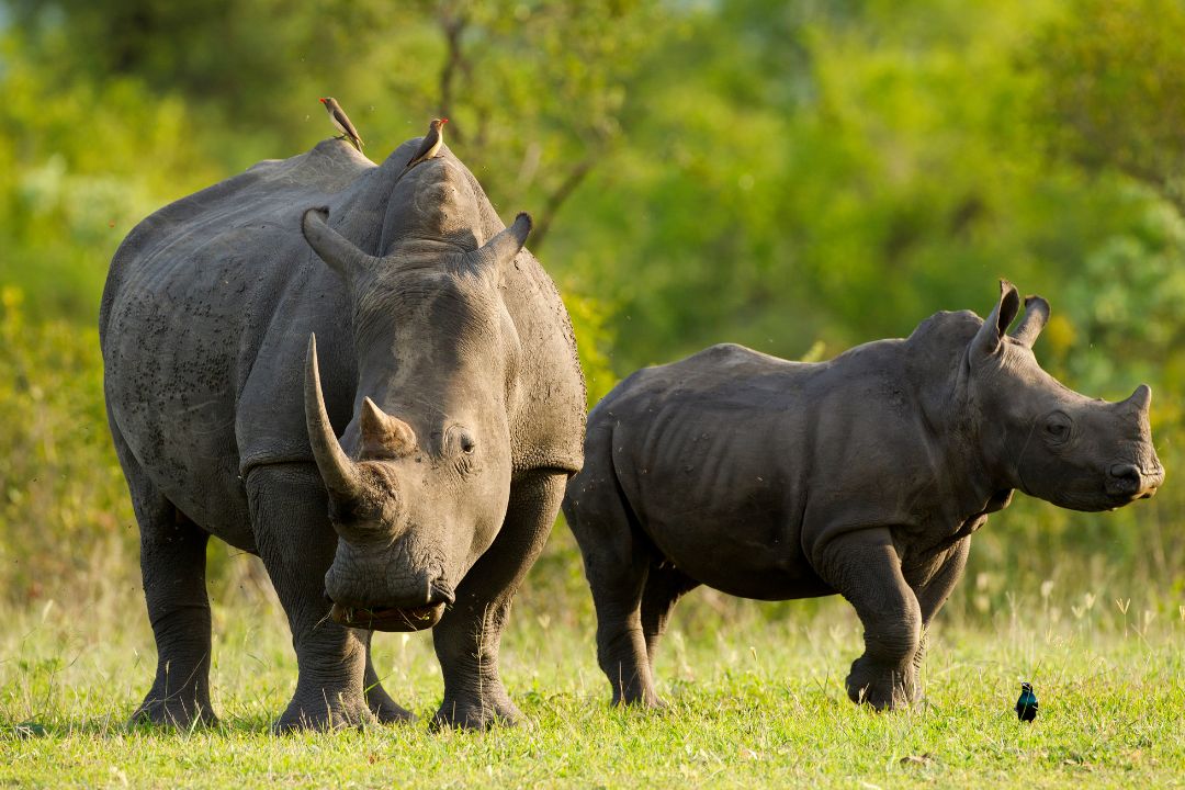 Ngorongoro Crater (1)