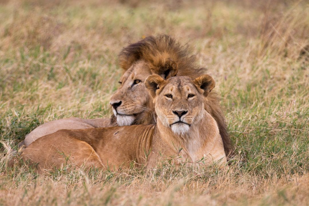 Ngorongoro Crater (3)