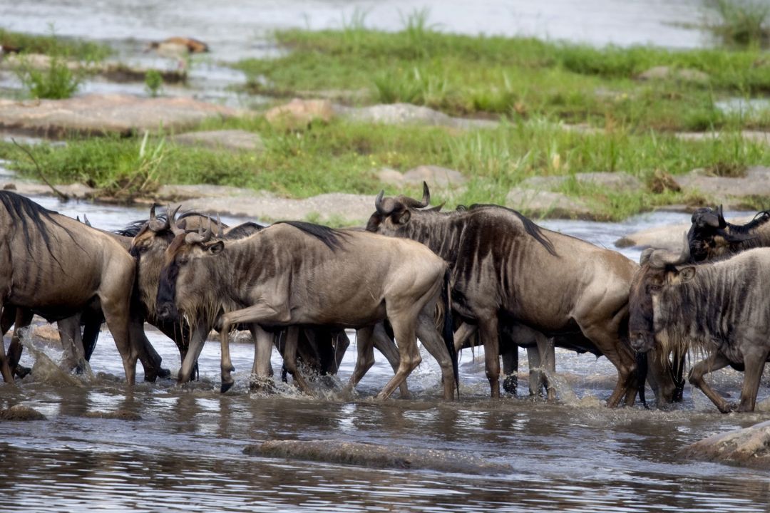 Serengeti National Park (3)