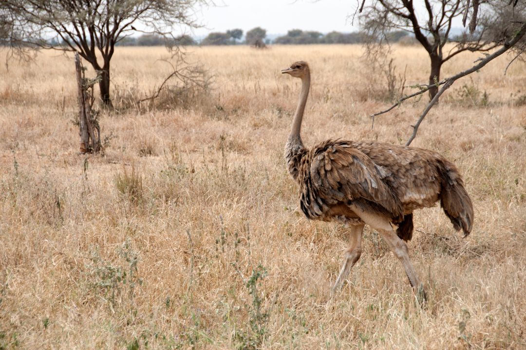 Tarangire National Park (1)