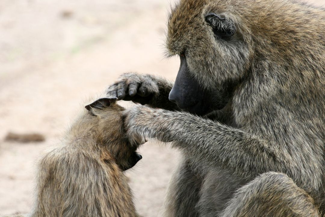 Tarangire National Park (2)