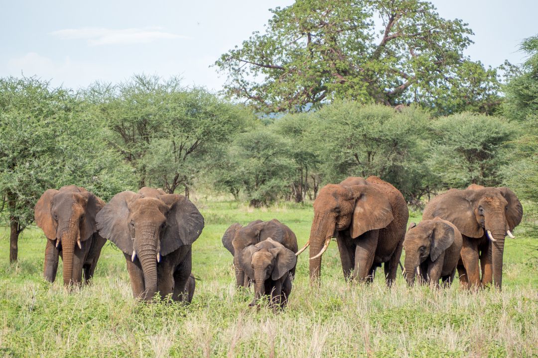 Tarangire National Park (3)