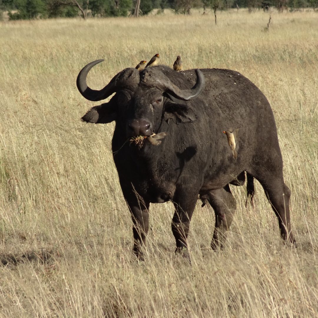 Buffalo