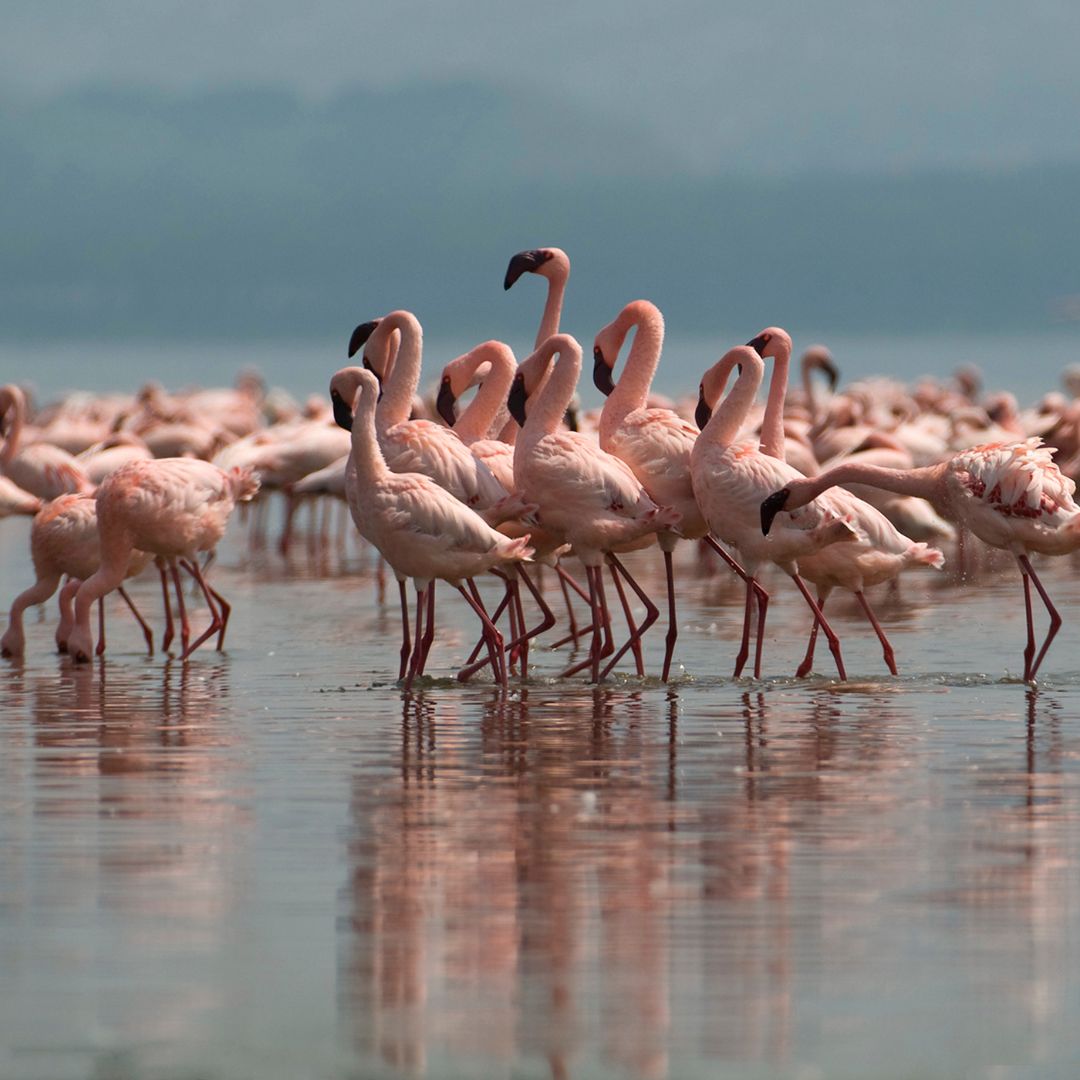 Flamingos
