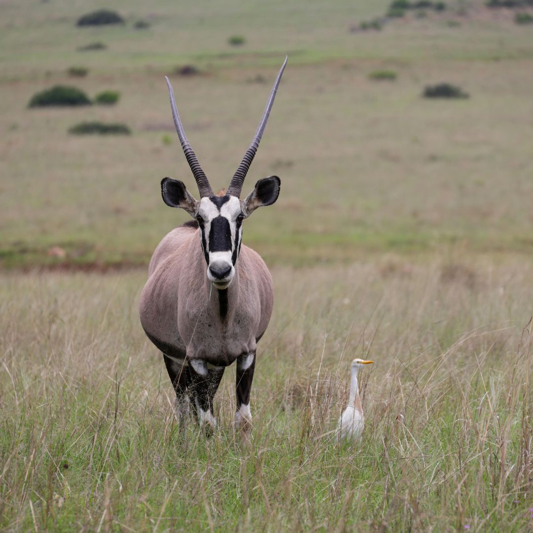 Oryx