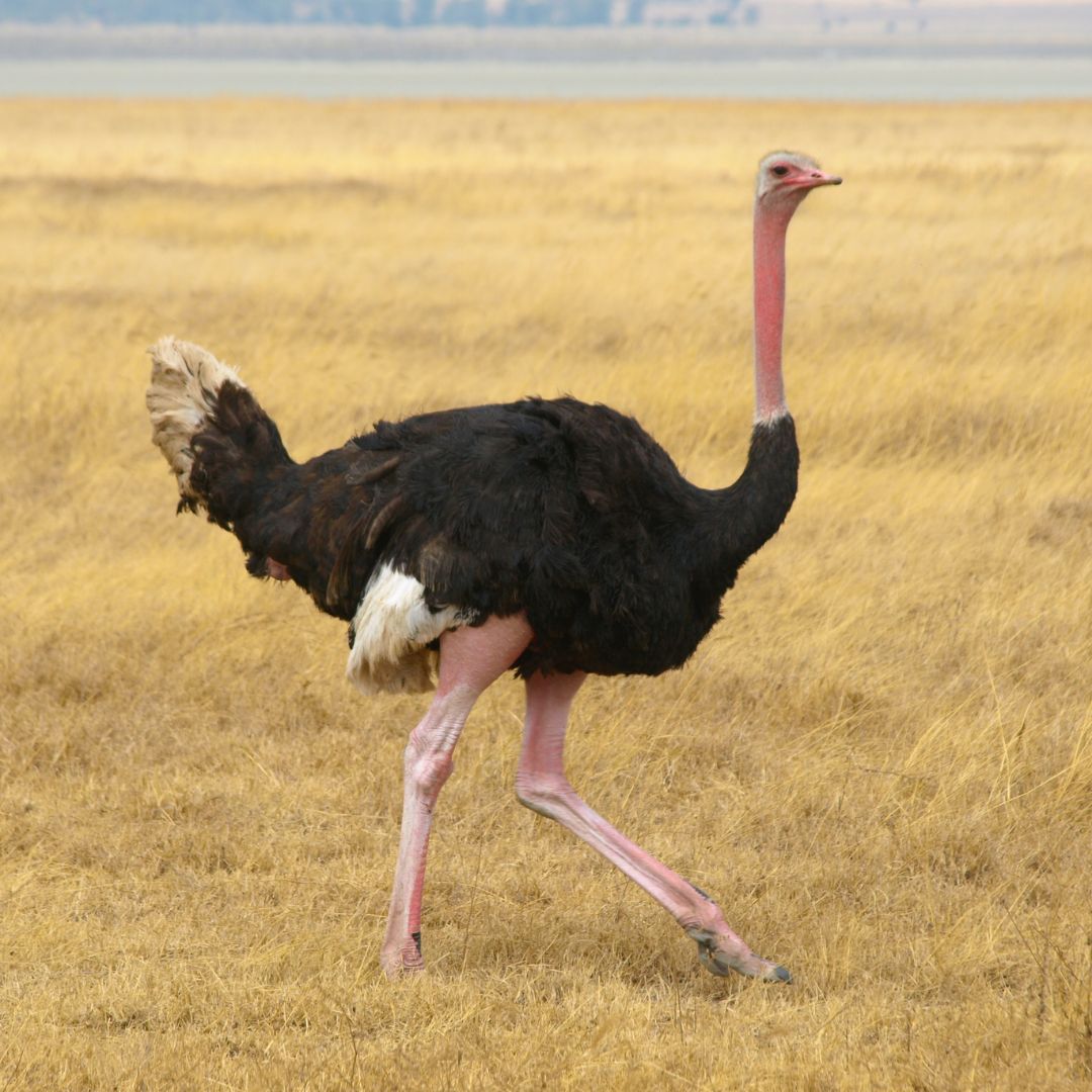 Ostrich