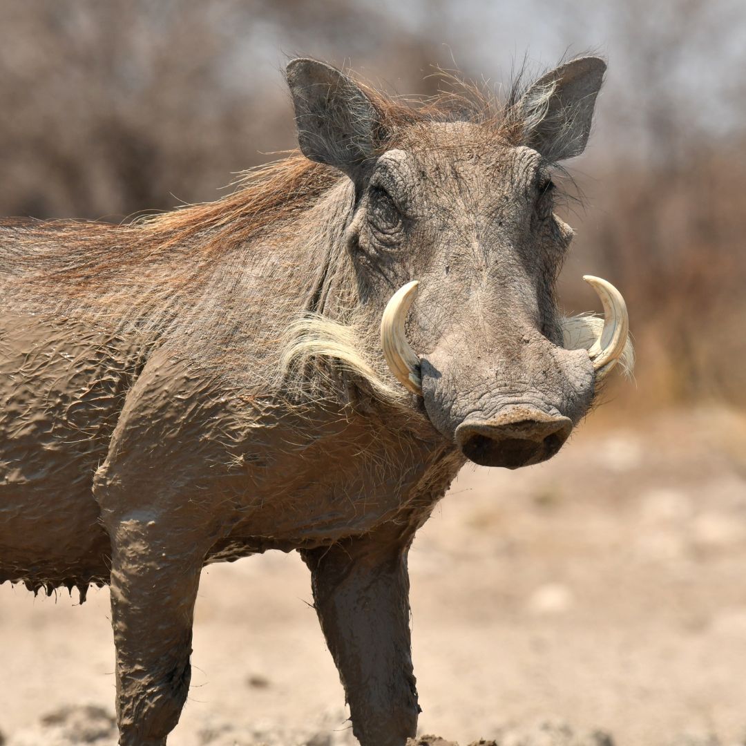 Warthog