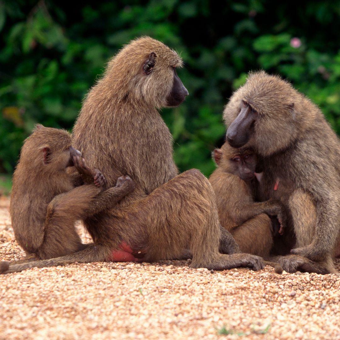 Baboon