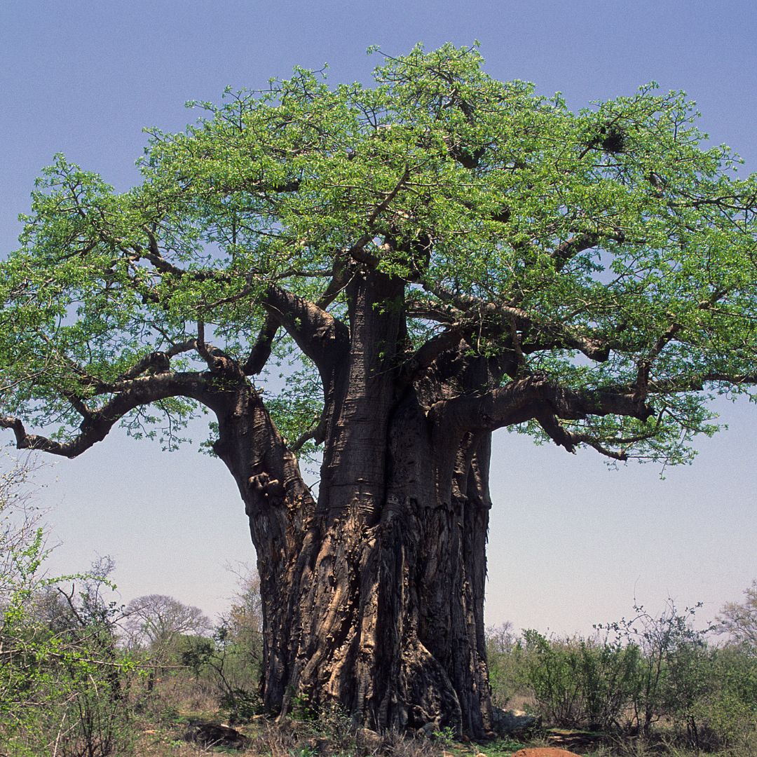 Baobab Tree