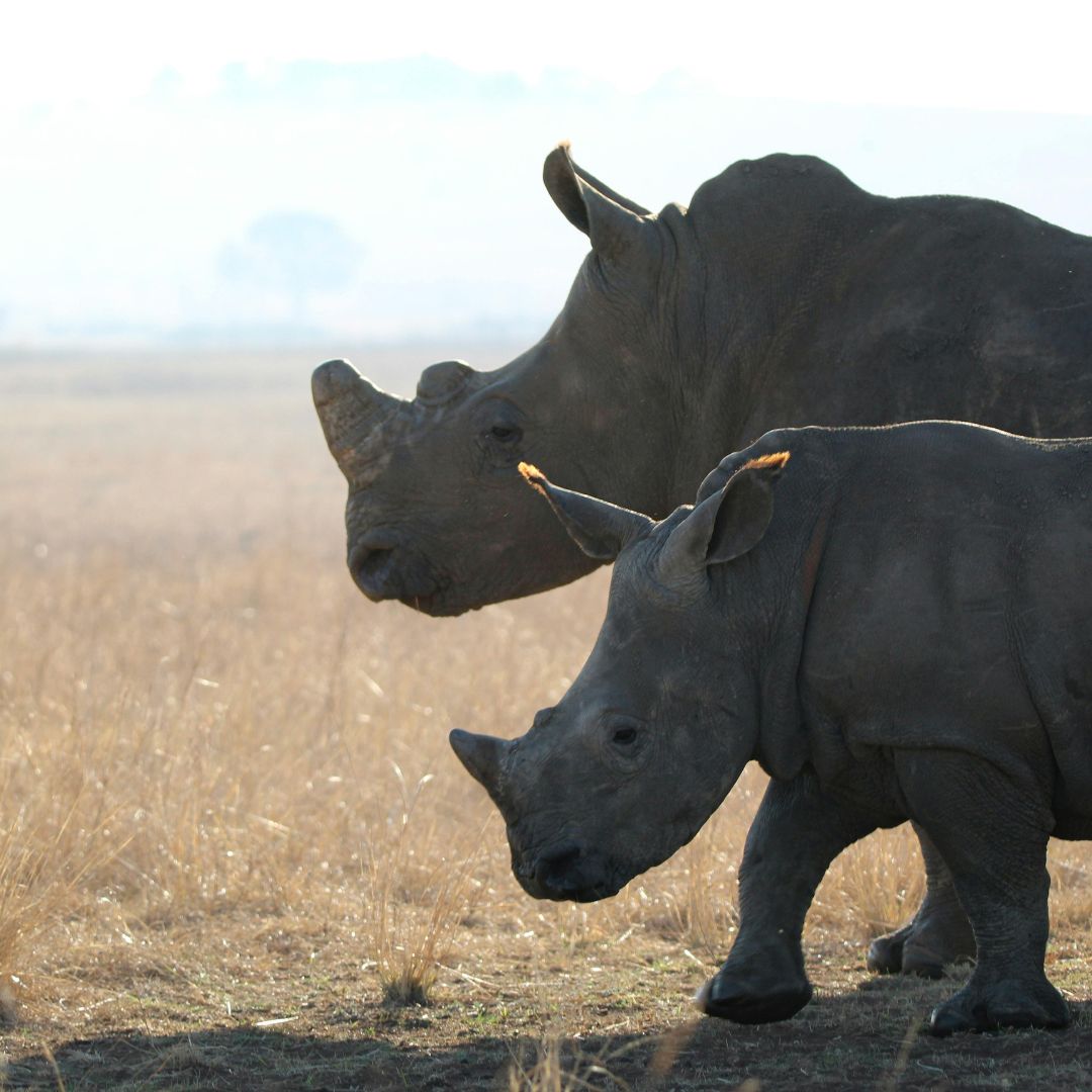Black Rhino