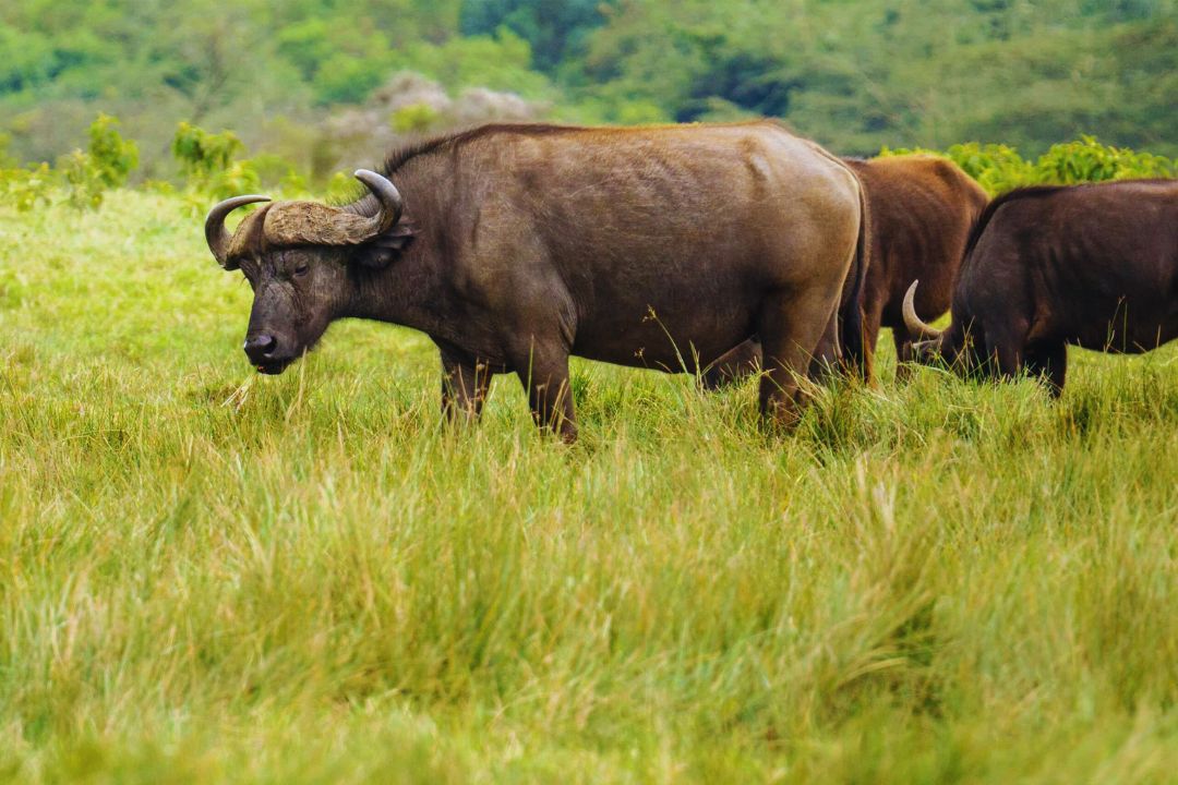 Buffalo on Mount Meru