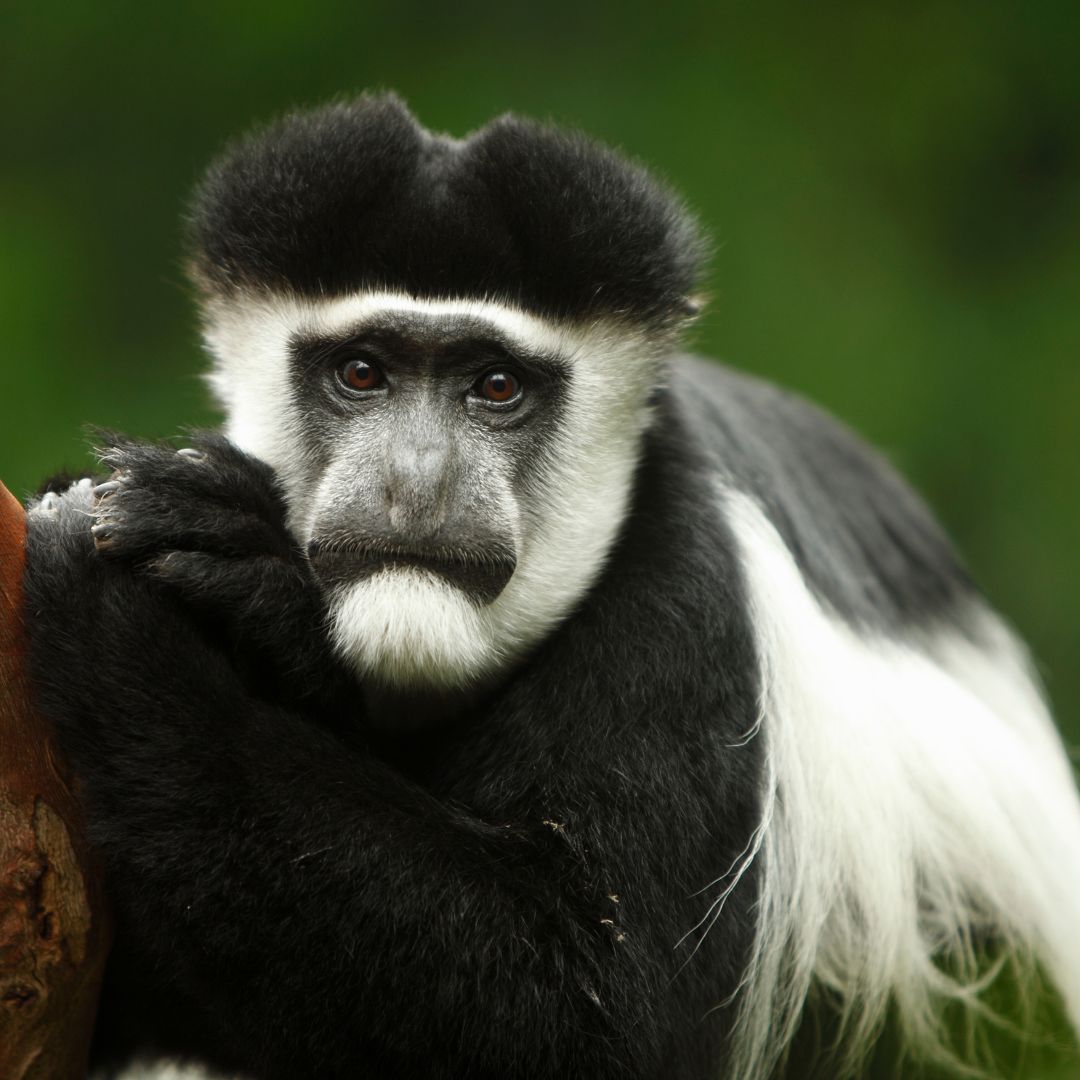 Colobus Monkey