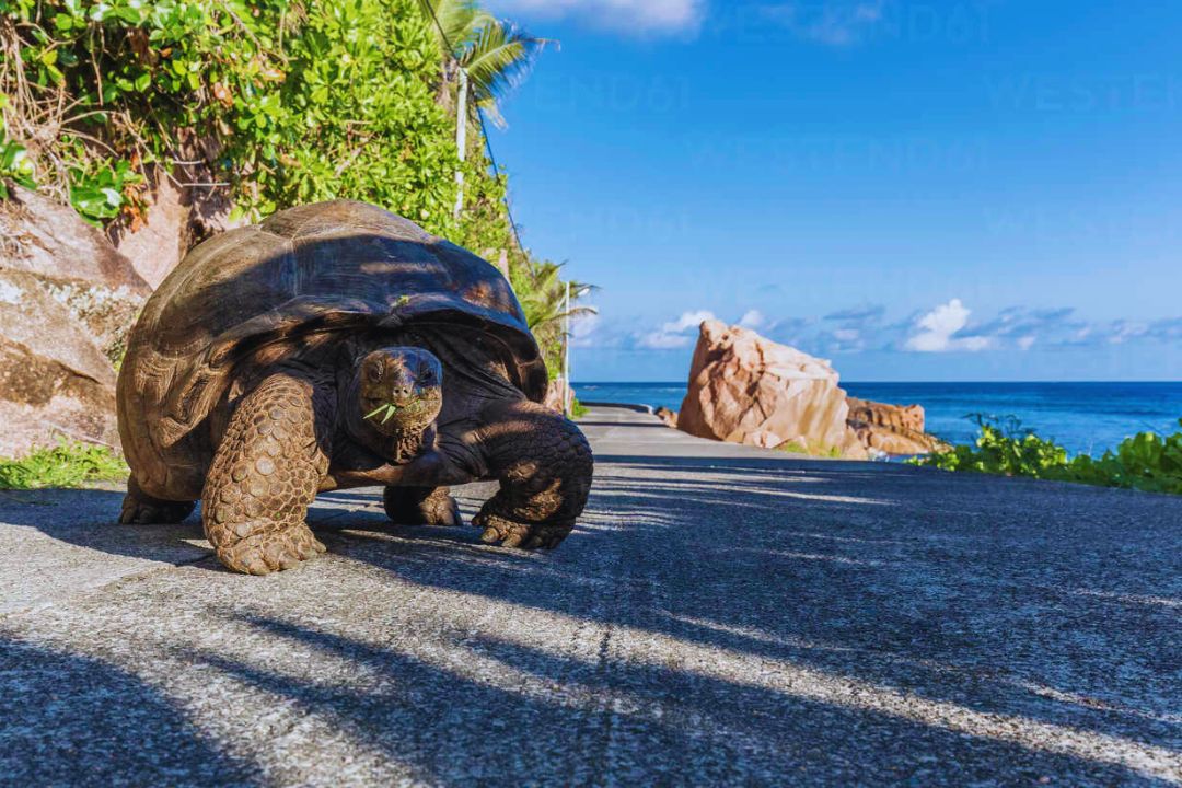 Giant Tortoise