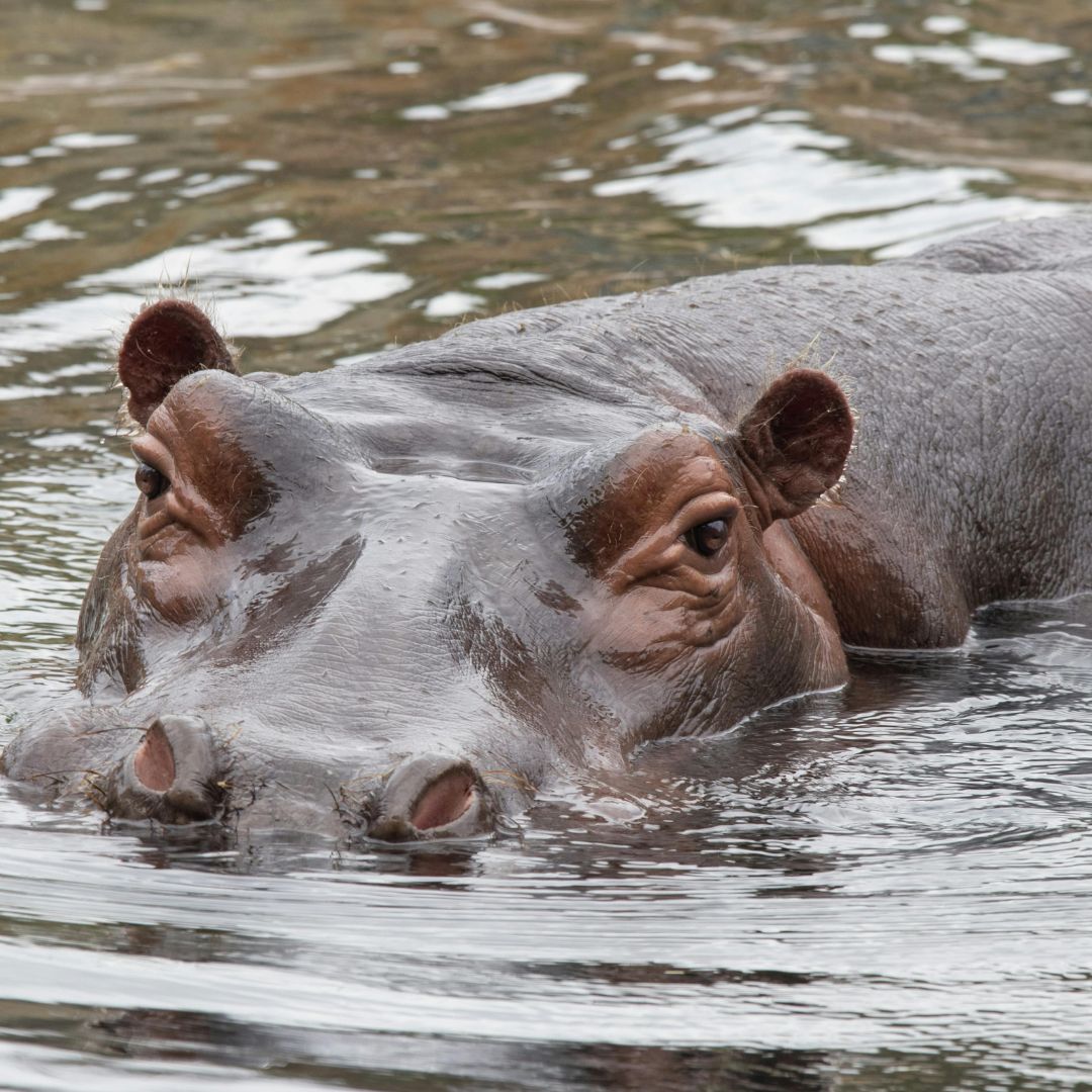 Hippo
