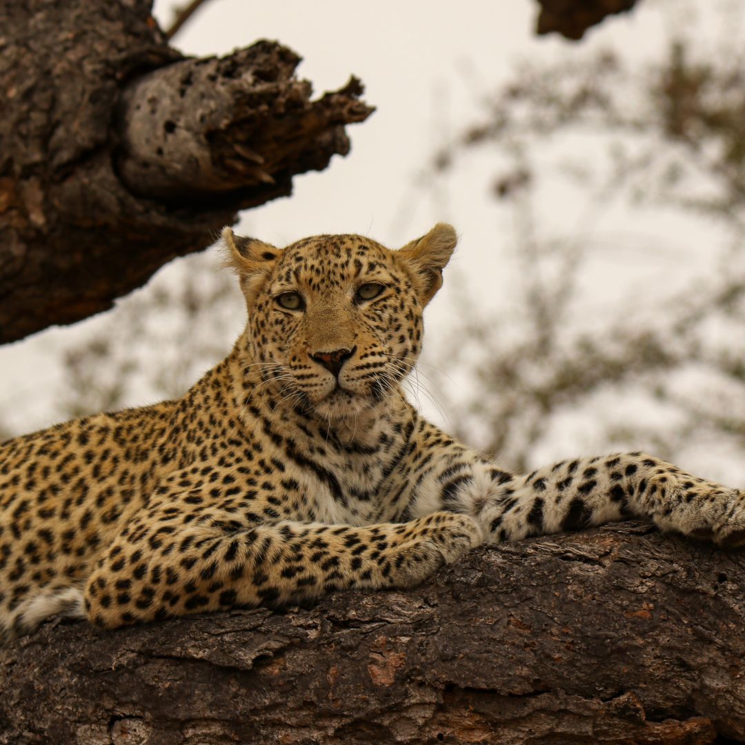 Leopard