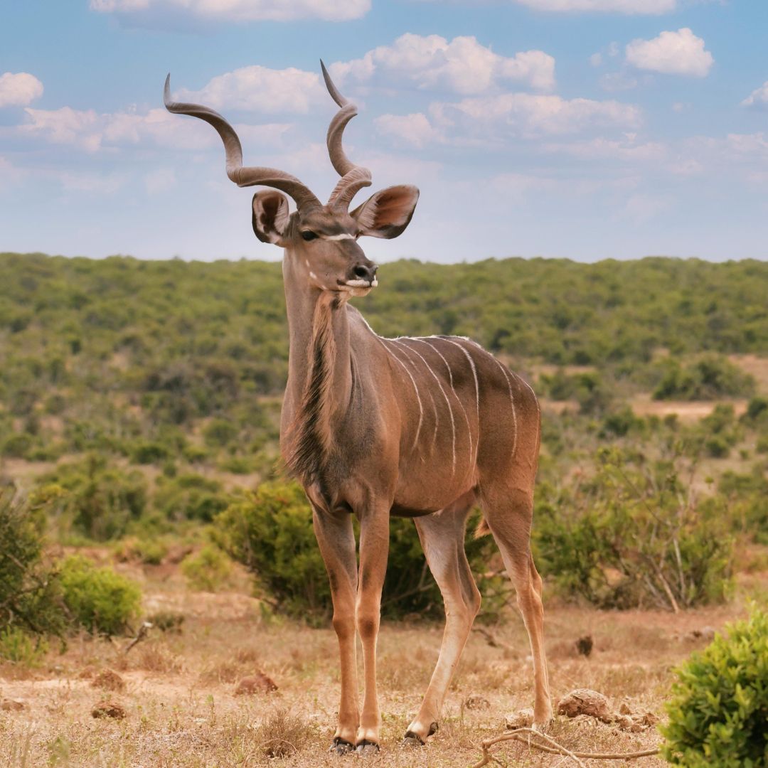 Lesser Kudu