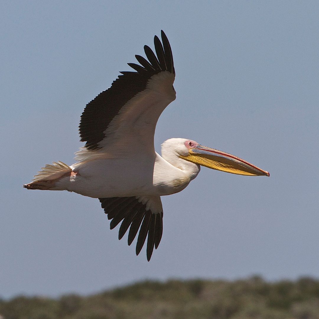 Pelican