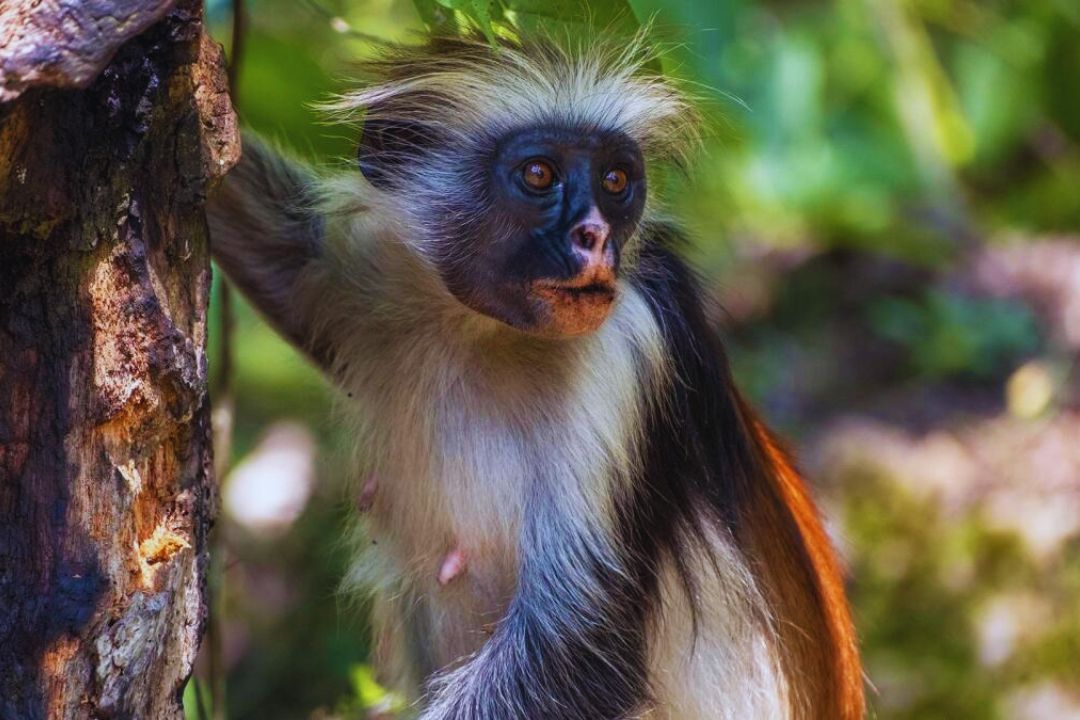 Red Colobus Monkey
