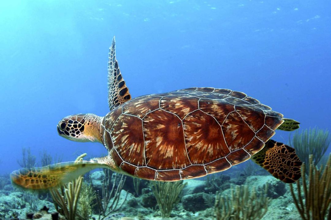 Sea Turtle