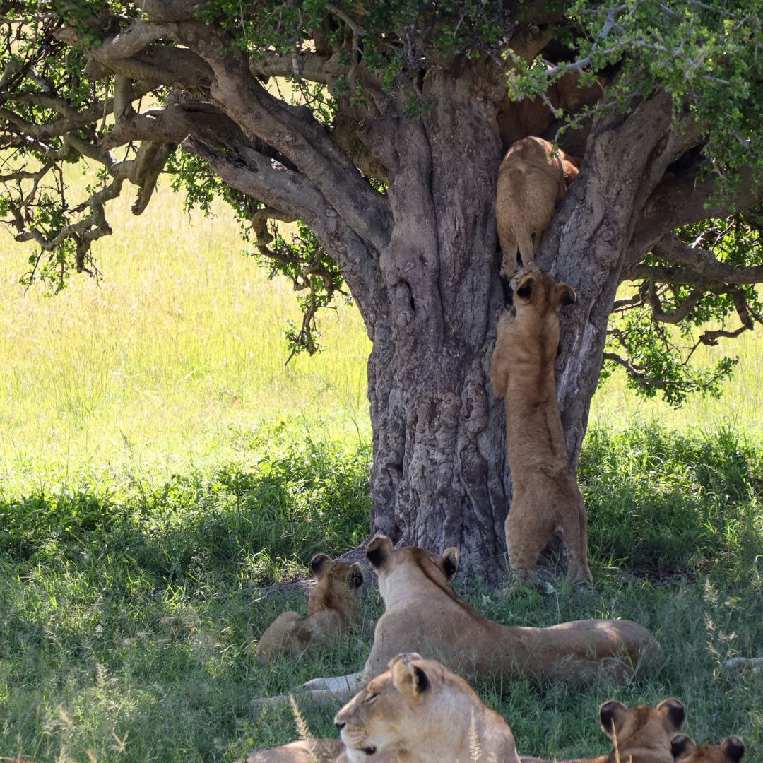 Tree Climbing Lion