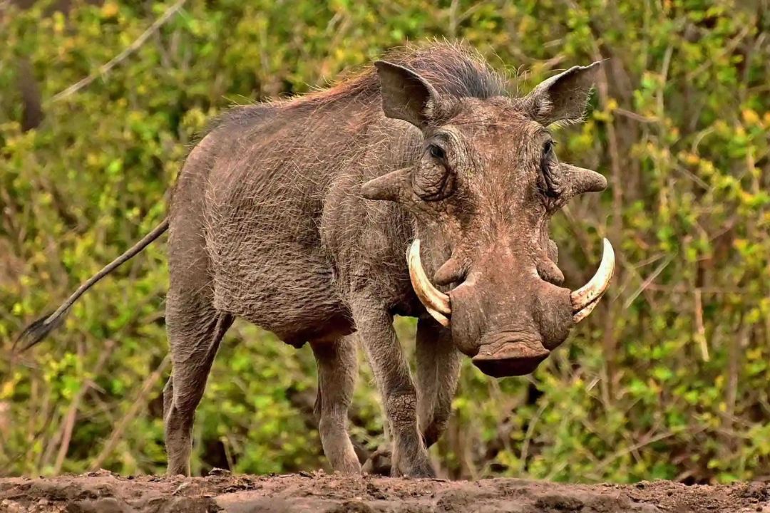 Warthog Mount Meru