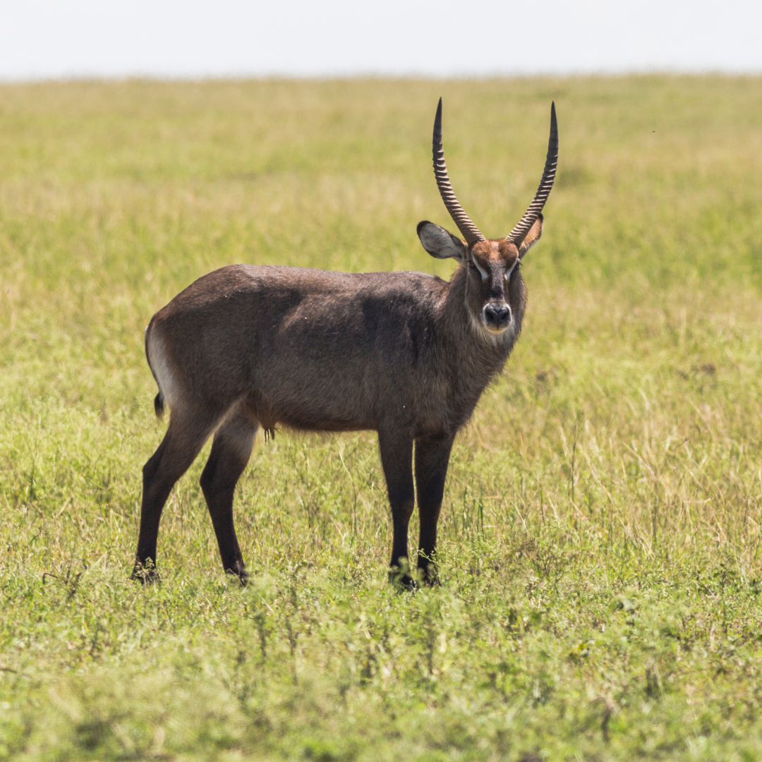 Waterbuck