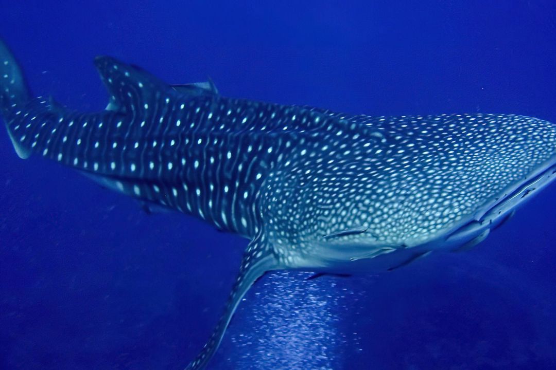 Whale Shark