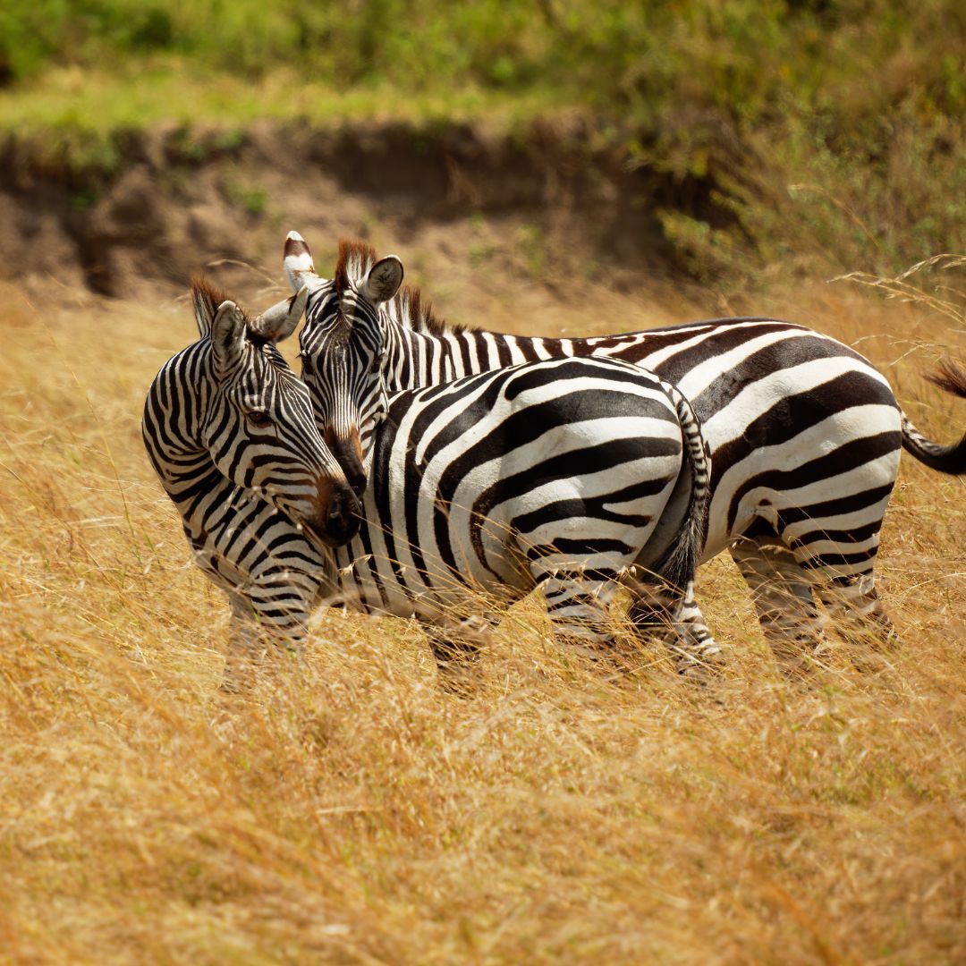 Zebra