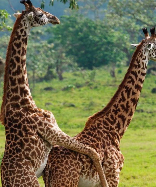 Arusha Np