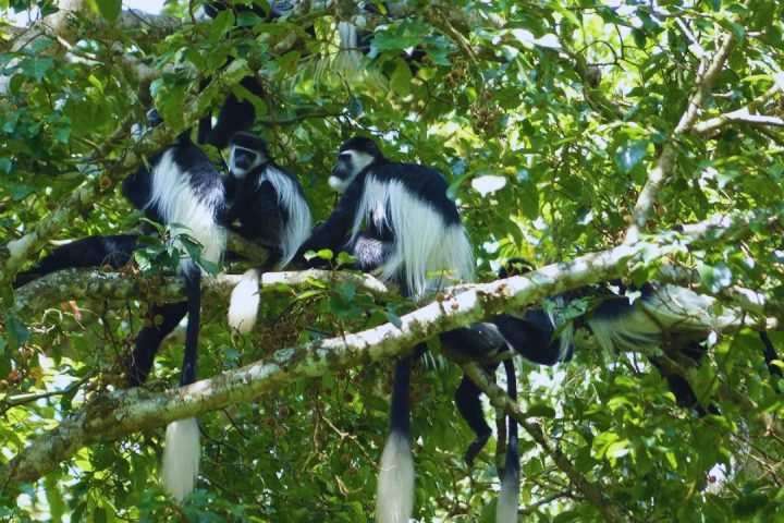 Arusha np