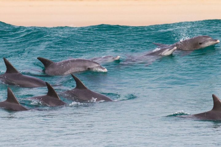Dolphine zanzibar