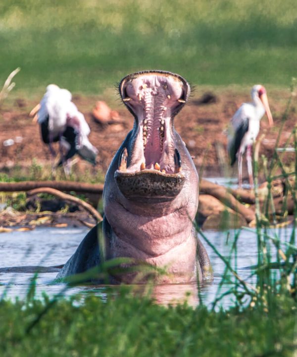Lake-Manyara-Arusha-Tanzania