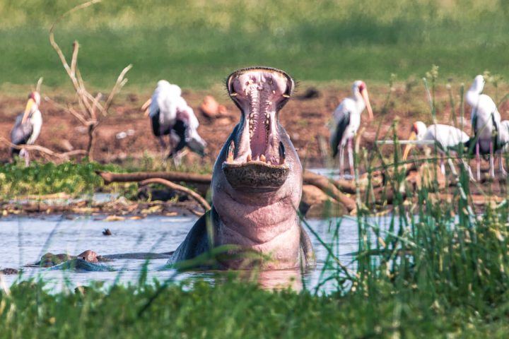 Lake-Manyara-Arusha-Tanzania