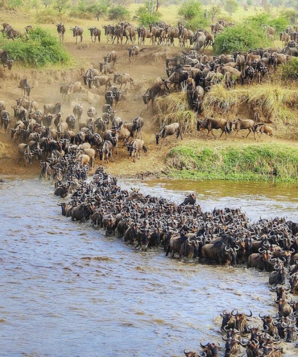 migration