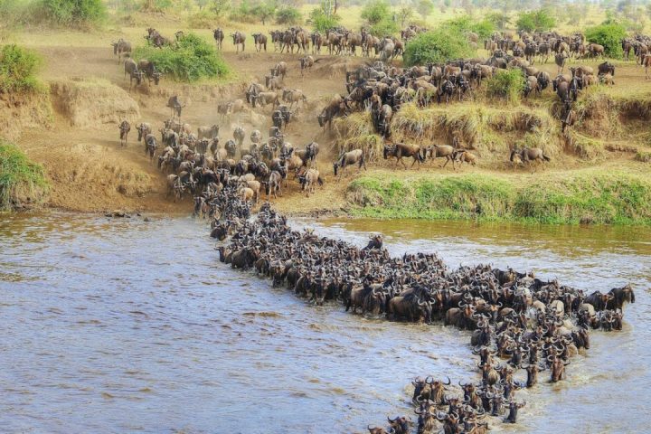 migration