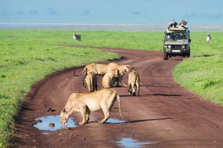 Tanzania Safari (2)