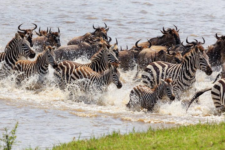 Tanzania_Serengeti