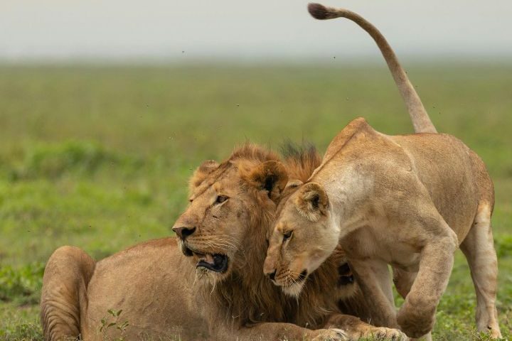Tree-Climbing Lions (2)