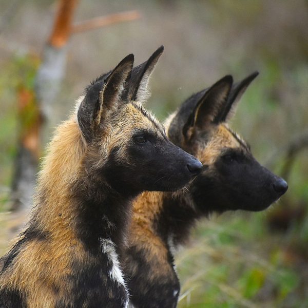 african wild dog