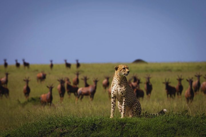 family safari
