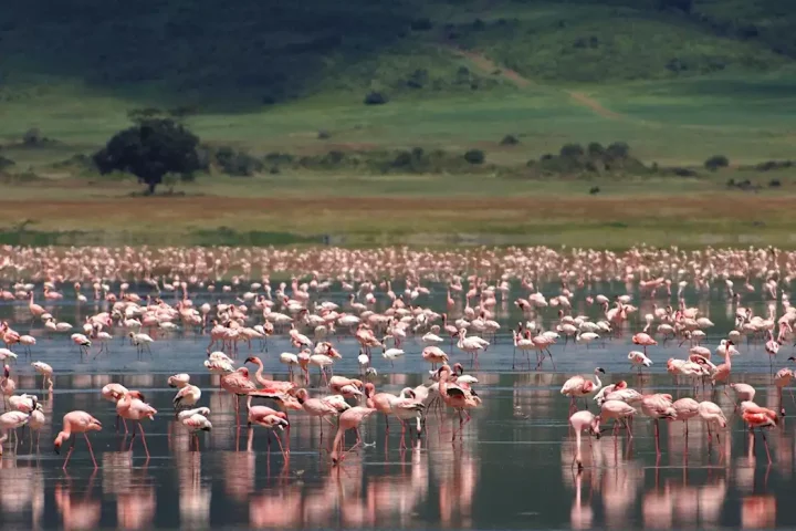 flamingos-in-the-ngorongoro-crater