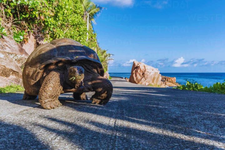 giant tortoise