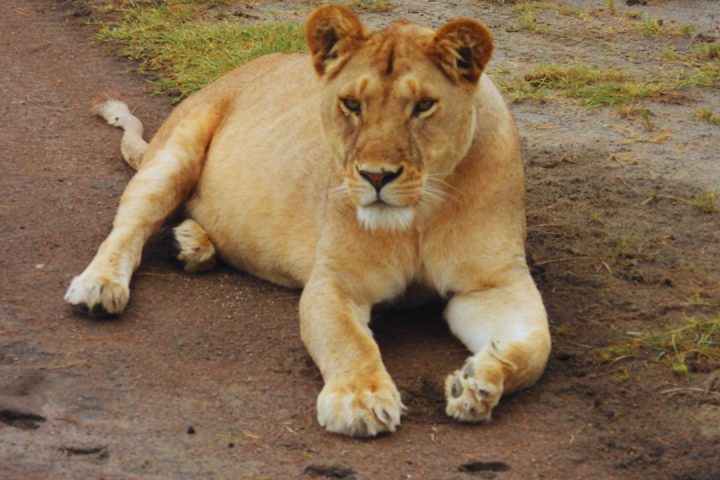 lion tz