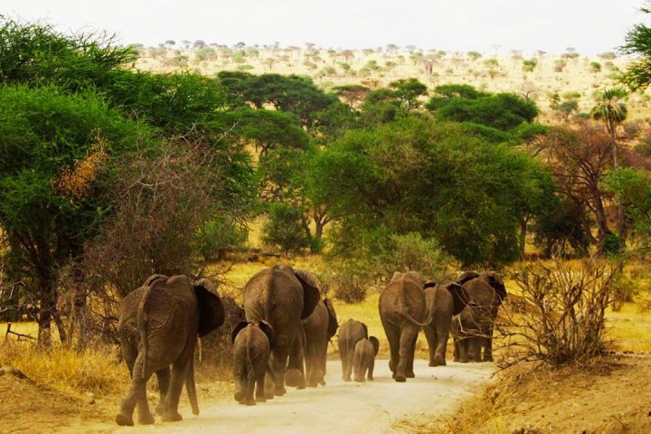 tarangire np (2)