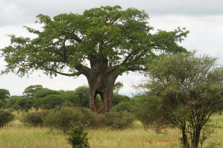 tarangire np