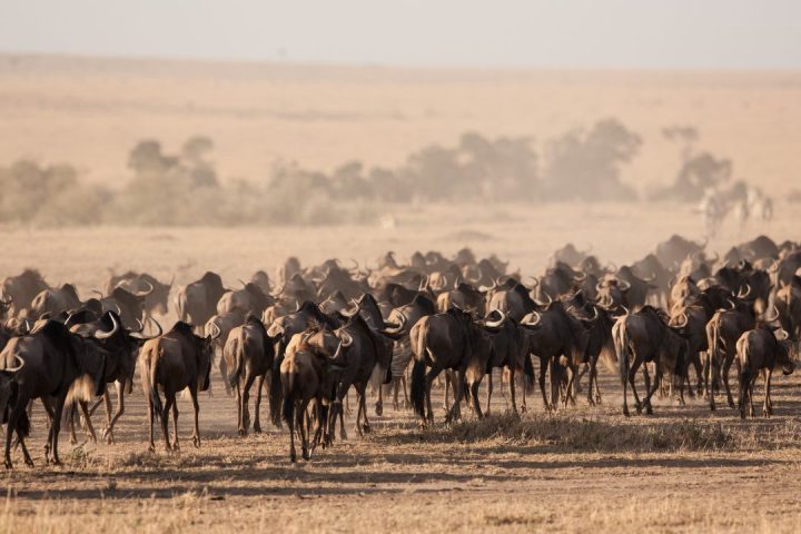 the-great-migration-guide-2026-1.jpg